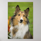 Rough Collie, hond Poster (Voorkant)