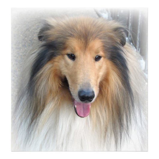 Rough Collie Portrait Foto Afdruk (Voorkant)