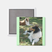 Rough Collies Magneet (Voorkant / Achterkant)