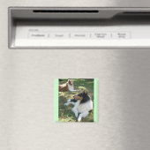 Rough Collies Magneet (Insitu (Vaatwasser))