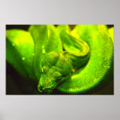 Rough Green Snake - Poster (Voorkant)