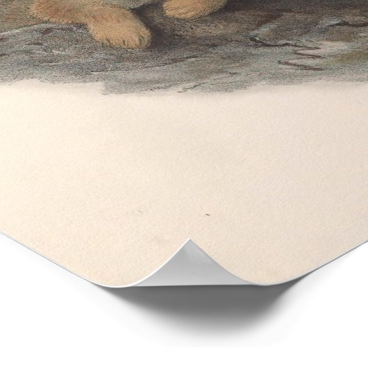  Rough Legged Buzzard Bird Poster (Hoek)