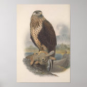  Rough Legged Buzzard Bird Poster (Voorkant)