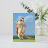 Rough Legged Hawk Briefkaart (Staand voorkant)