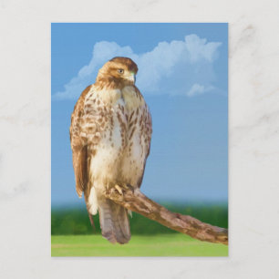 Rough Legged Hawk Briefkaart