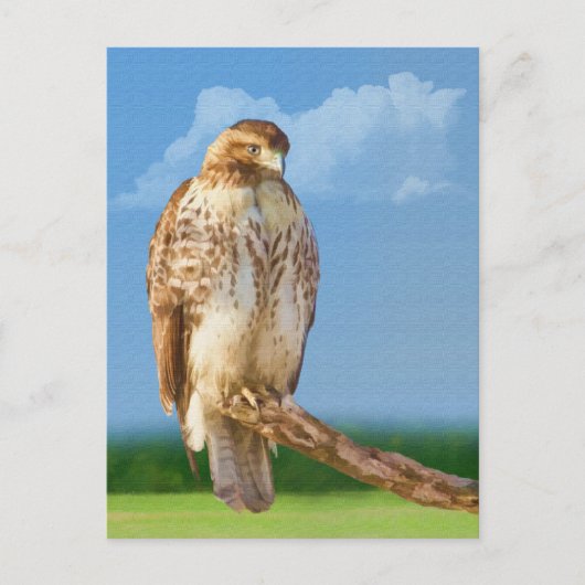 Rough Legged Hawk Briefkaart (Voorkant)
