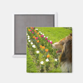 Rough Sable Collie N Tulips Magnet (Voorkant / Achterkant)