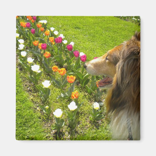 Rough Sable Collie N Tulips Magnet (Voorkant)