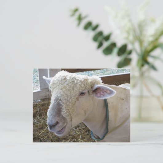 Rough Sheep Briefkaart (Staand voorkant)