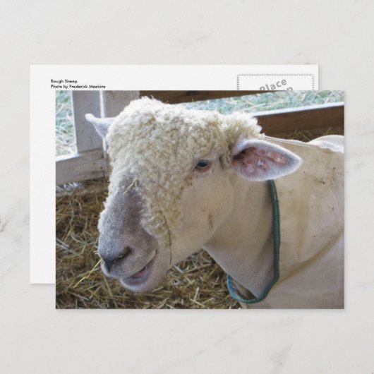 Rough Sheep Briefkaart (Voorkant / Achterkant)