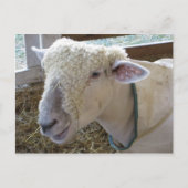 Rough Sheep Briefkaart (Voorkant)