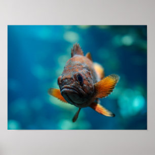 Rougheye Rockfish Poster