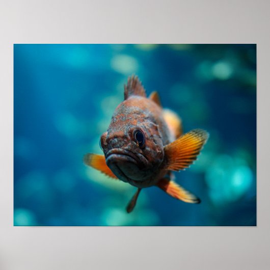 Rougheye Rockfish Poster (Voorkant)