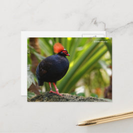 Roul-Roul Crested Wood Partridge Briefkaart