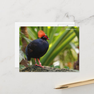Roul-Roul Crested Wood Partridge Briefkaart