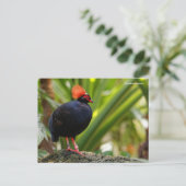 Roul-Roul Crested Wood Partridge Briefkaart (Staand voorkant)