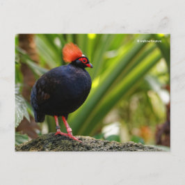 Roul-Roul Crested Wood Partridge Briefkaart