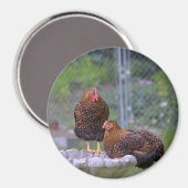Round Chicken Magnet (Voorkant / Achterkant)