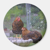 Round Chicken Magnet (Voorkant)