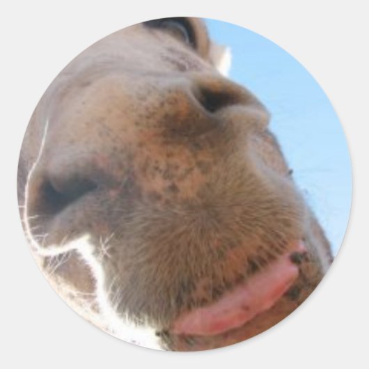 Round Sticker - Spike (Voorkant)