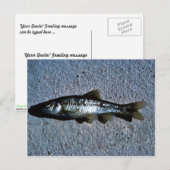 Roundnose Minnow Briefkaart (Voorkant / Achterkant)