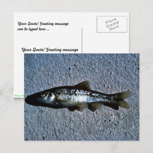 Roundnose Minnow Briefkaart (Voorkant / Achterkant)