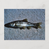 Roundnose Minnow Briefkaart (Voorkant)