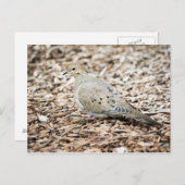 Rourning Dove 1 Briefkaart (Voorkant / Achterkant)