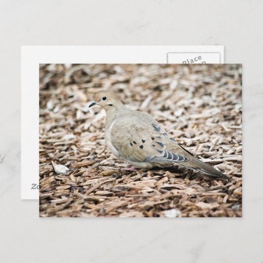 Rourning Dove 1 Briefkaart (Voorkant / Achterkant)