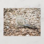 Rourning Dove 1 Briefkaart (Voorkant)