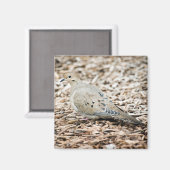 Rourning Dove 1 Magnet (Voorkant / Achterkant)