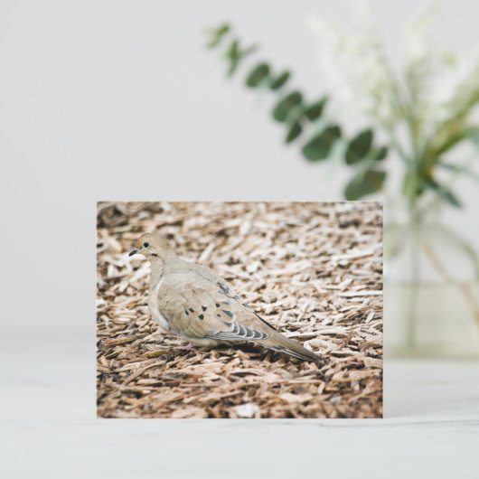 Rourning Dove 3 Briefkaart (Staand voorkant)