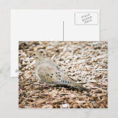 Rourning Dove 3 Briefkaart (Voorkant / Achterkant)