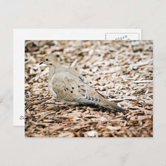 Rourning Dove 3 Briefkaart (Voorkant / Achterkant)