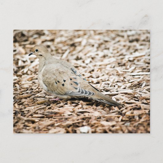 Rourning Dove 3 Briefkaart (Voorkant)
