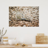 Rourning Dove 3 Print (Keuken)