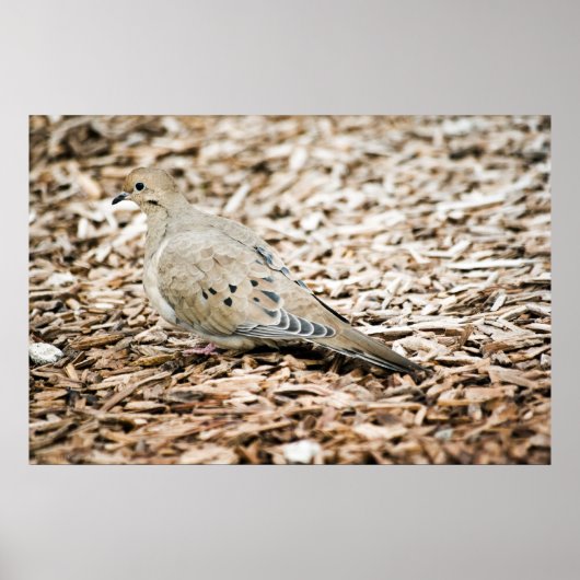 Rourning Dove 3 Print (Voorkant)