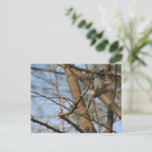 Rourning Dove in flight briefkaart (Staand voorkant)