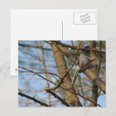 Rourning Dove in flight briefkaart (Voorkant / Achterkant)