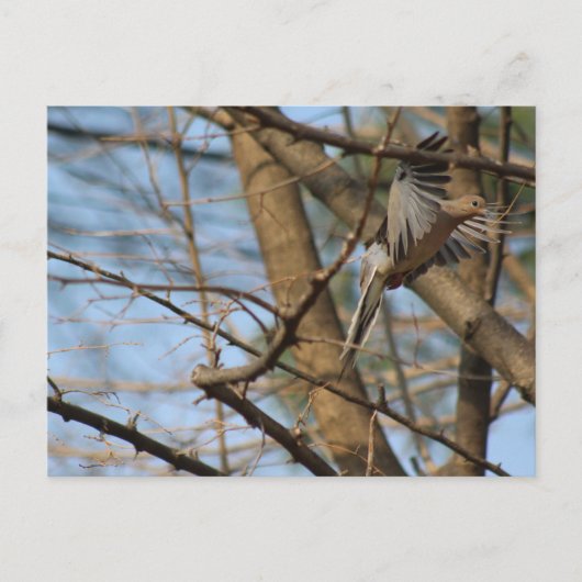 Rourning Dove in flight briefkaart (Voorkant)