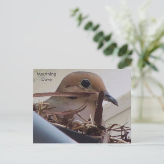 Rourning Dove in haar nest. Briefkaart (Staand voorkant)