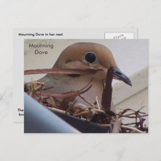 Rourning Dove in haar nest. Briefkaart (Voorkant / Achterkant)