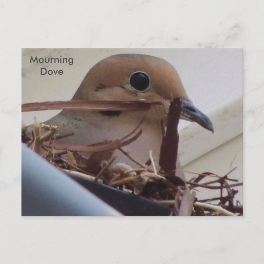 Rourning Dove in haar nest. Briefkaart (Voorkant)