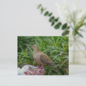 Rourning Dove on a Rock Briefkaart (Staand voorkant)