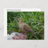 Rourning Dove on a Rock Briefkaart (Voorkant / Achterkant)