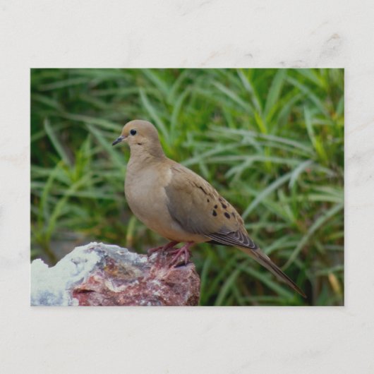 Rourning Dove on a Rock Briefkaart (Voorkant)