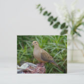 Rourning Dove on Chalcedony gevulde Rock Briefkaart (Staand voorkant)