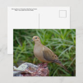 Rourning Dove on Chalcedony gevulde Rock Briefkaart (Voorkant / Achterkant)