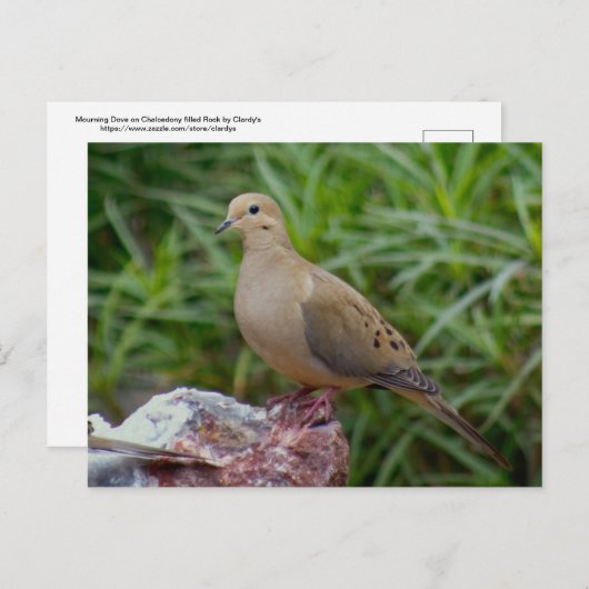 Rourning Dove on Chalcedony gevulde Rock Briefkaart (Voorkant / Achterkant)