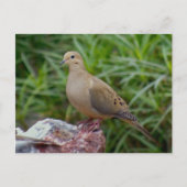 Rourning Dove on Chalcedony gevulde Rock Briefkaart (Voorkant)